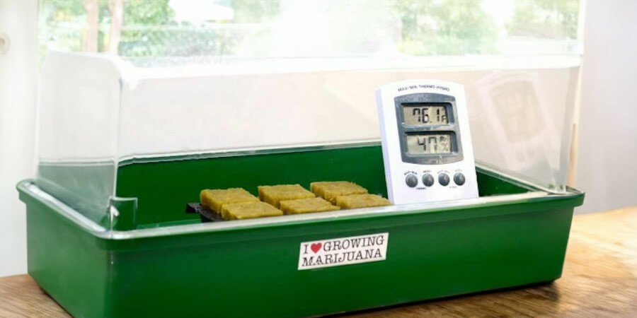 growtray marijuana plants