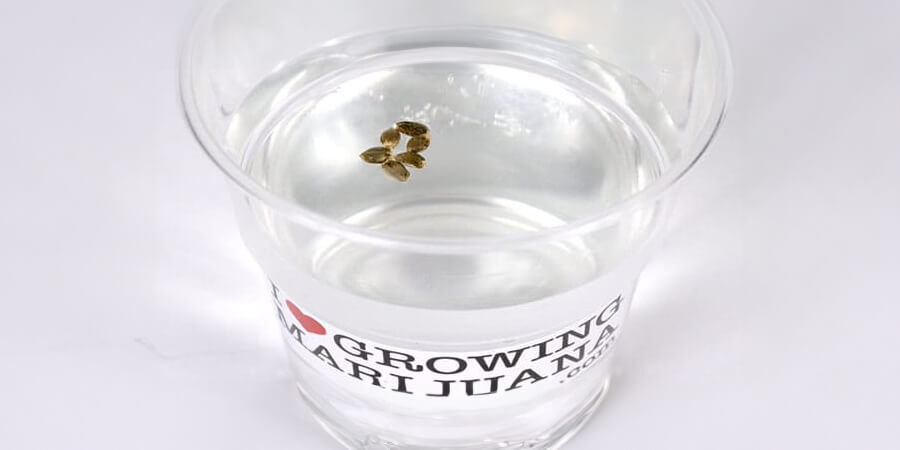 Marijuanas Seeds For Sale In Florida