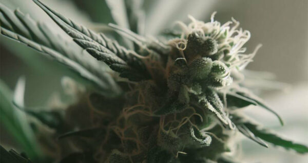 Black Dog strain