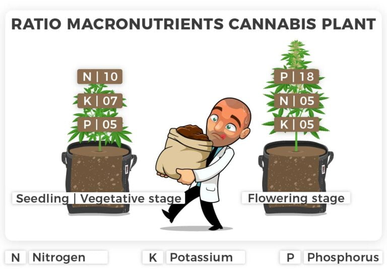 Best Feeding Schedule for Autoflowering Cannabis Plants