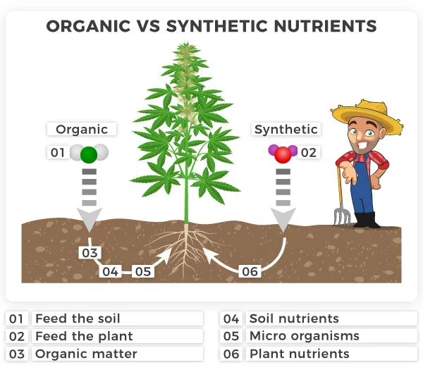 Best Feeding Schedule for Autoflowering Cannabis Plants
