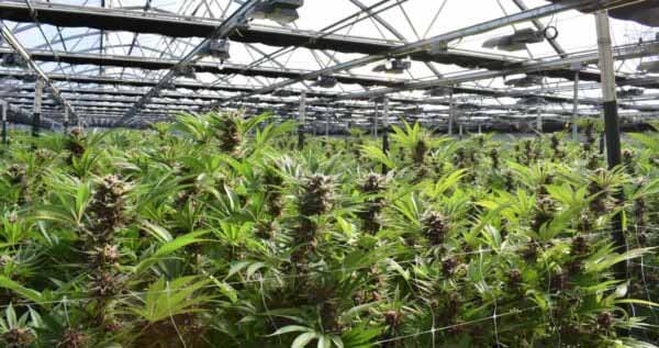 Cannabis Plants Training in a huge grow tent