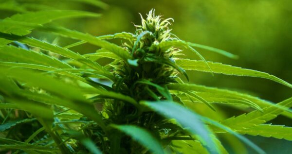 Fast Flowering Cannabis Plant