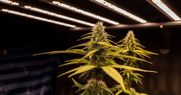 Marijuana plants growing indoors under grow lights