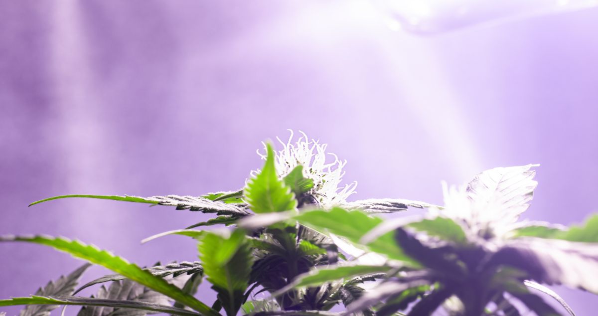 Hanging Grow Lights A Beginner's Guide