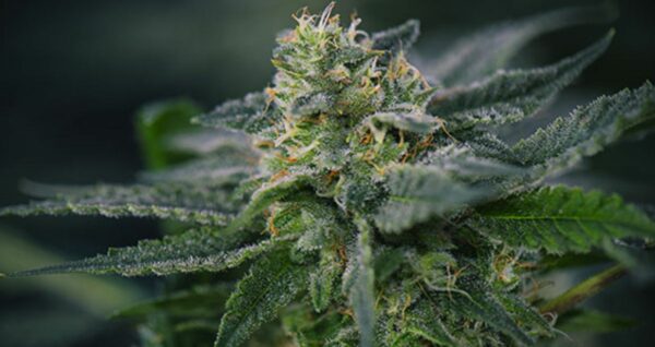 Pirate Cake Weed Strain
