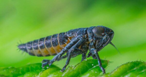beef curly top virus in cannabis plant with a leafhopper