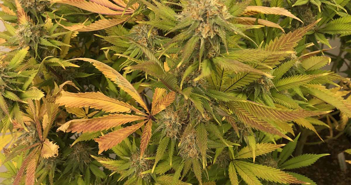 Banner nutrient lockout marijuana
