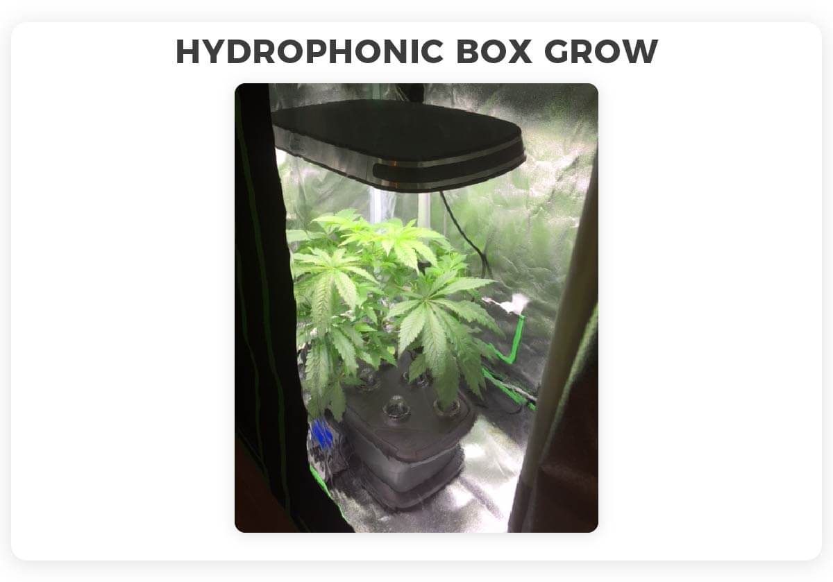 How To Grow Autoflowering Cannabis Seeds Complete Guide I Love