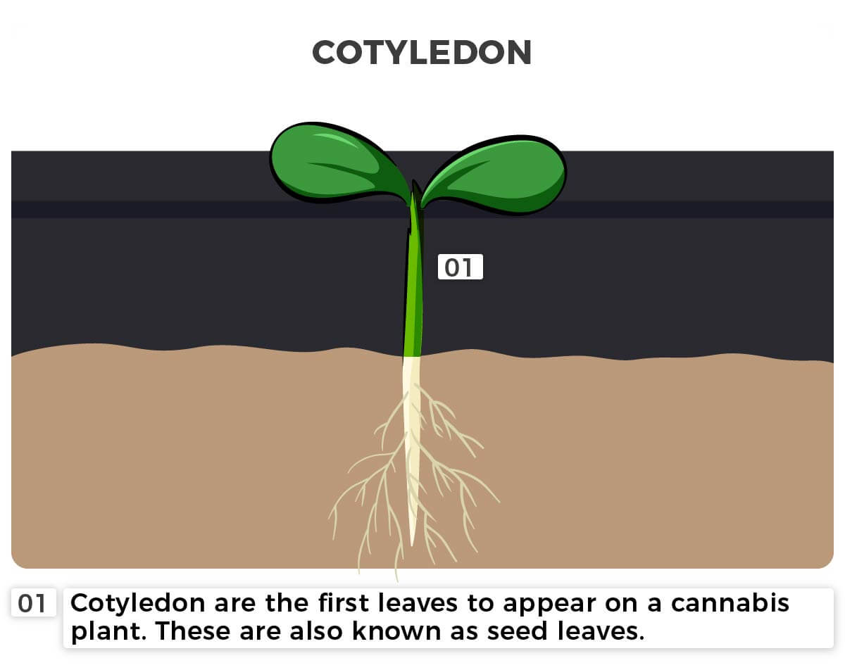 Example of the cotyledon