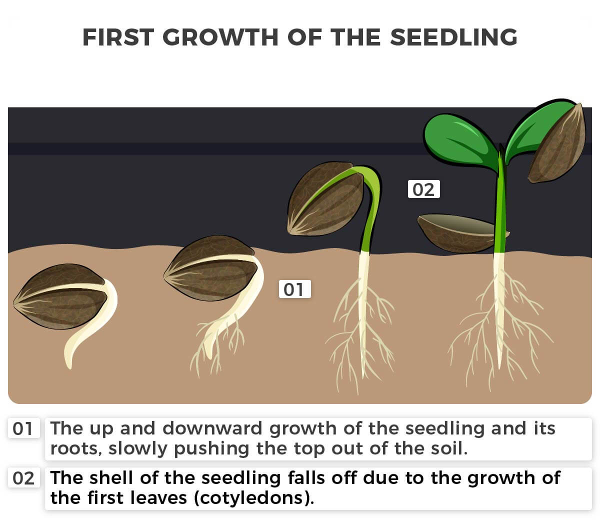 First growth of the seedling