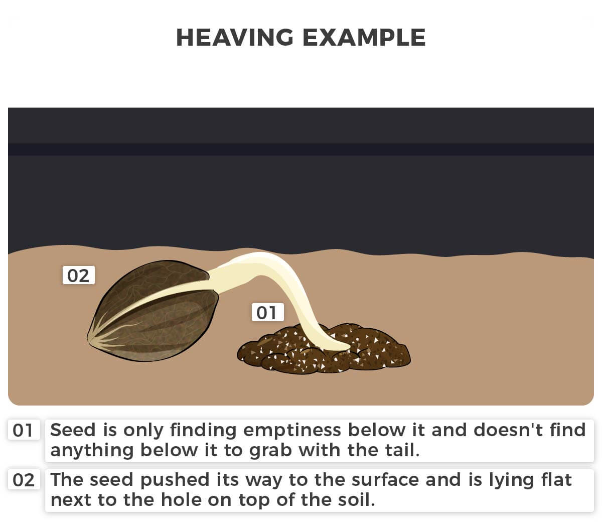 Example of heaving marijuana seedling