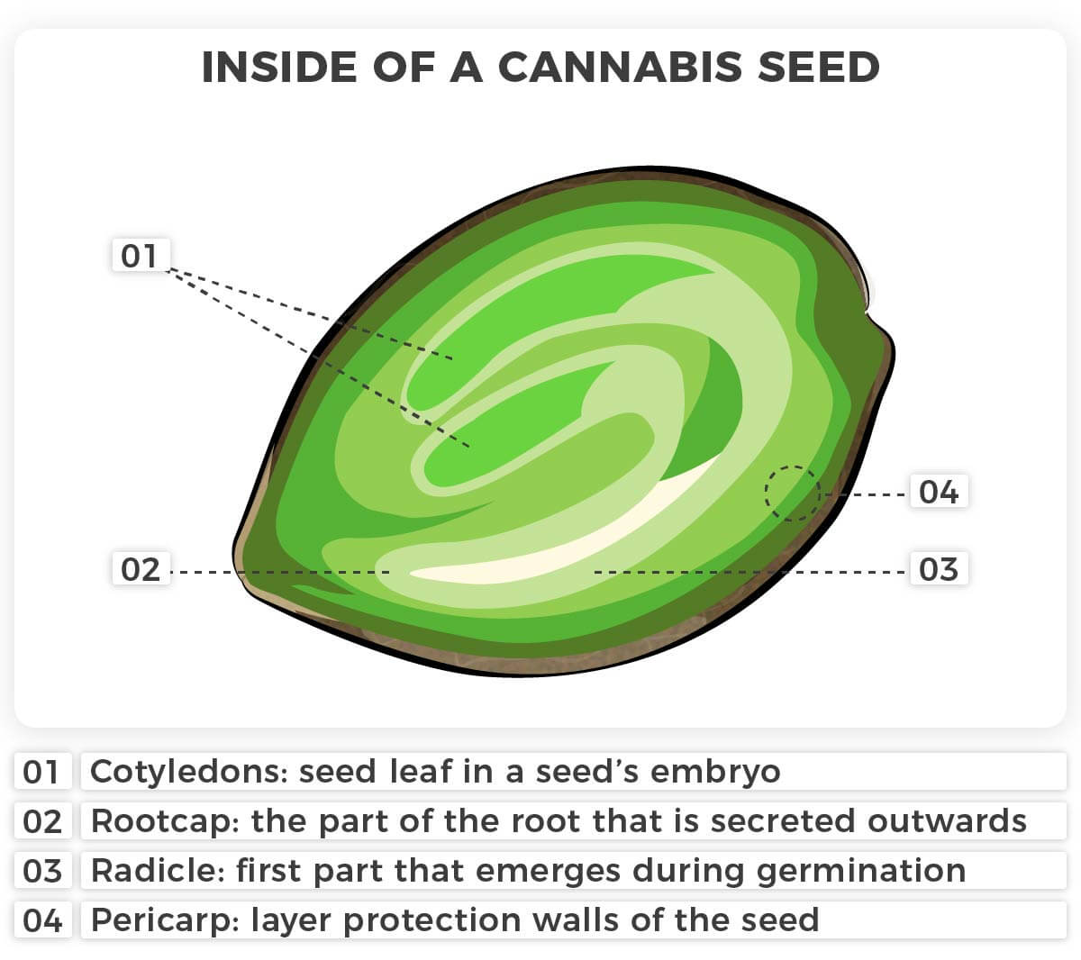 Anatomy of a cannabis seed