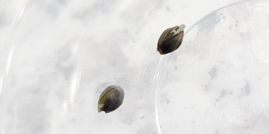 seeds first tail