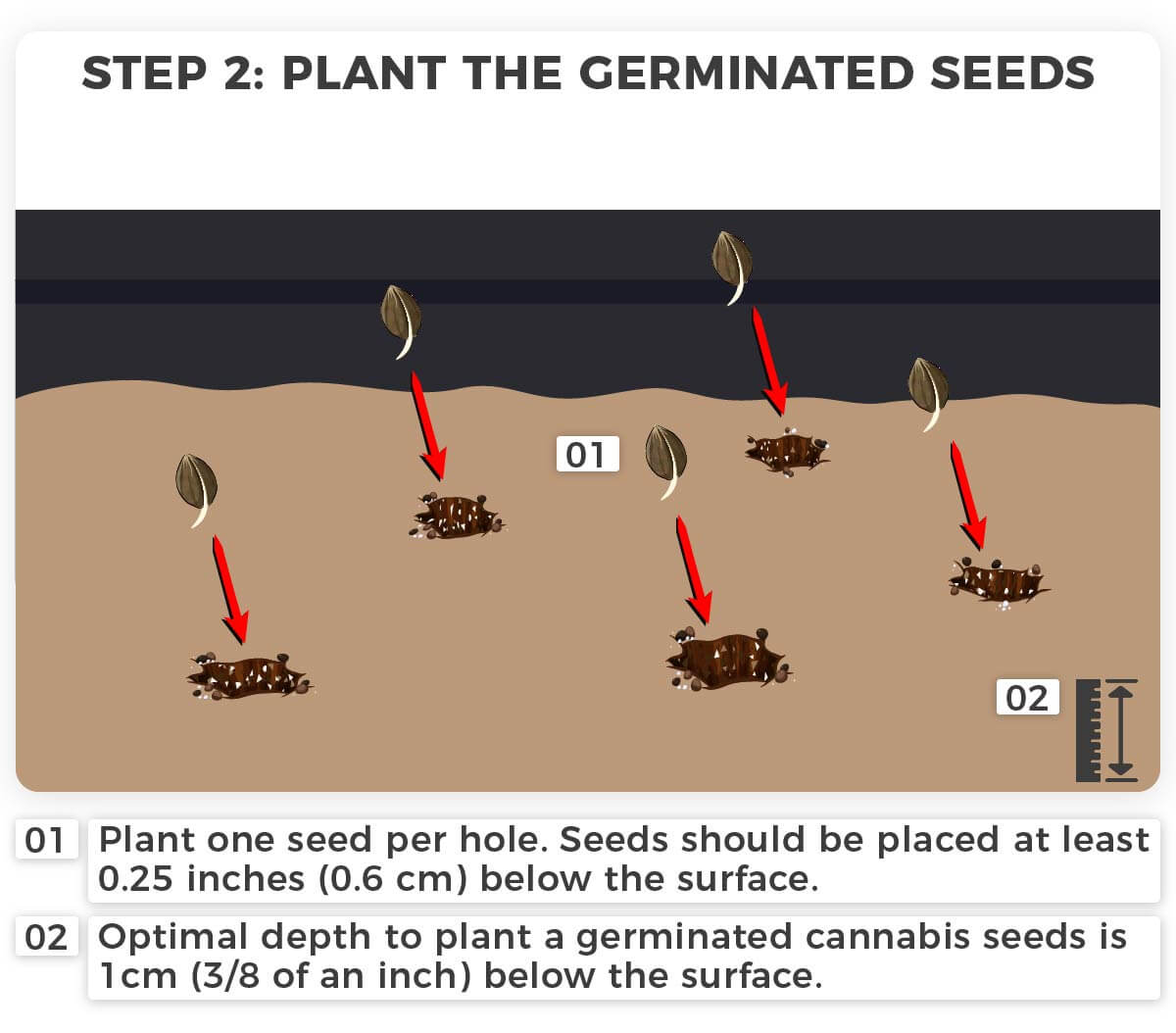 Step 2- germinated seeds