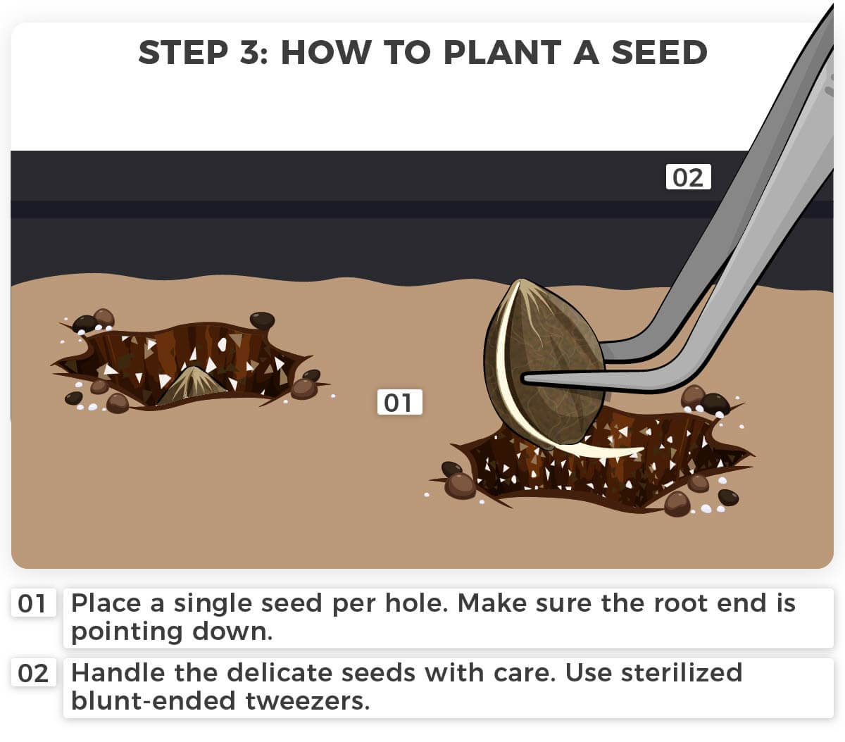 Step 3- How to plant a seed