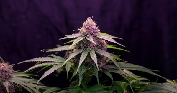 Strawberry Kush And White Widow