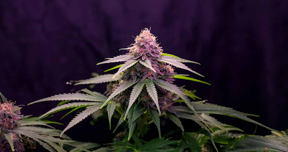 Strawberry Kush And White Widow