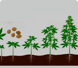 autoflowering cannabis life cycle