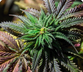 Autoflower marijuana plant growing outdoors