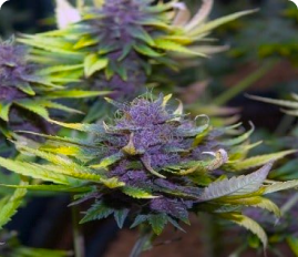 When to Harvest Autoflowers