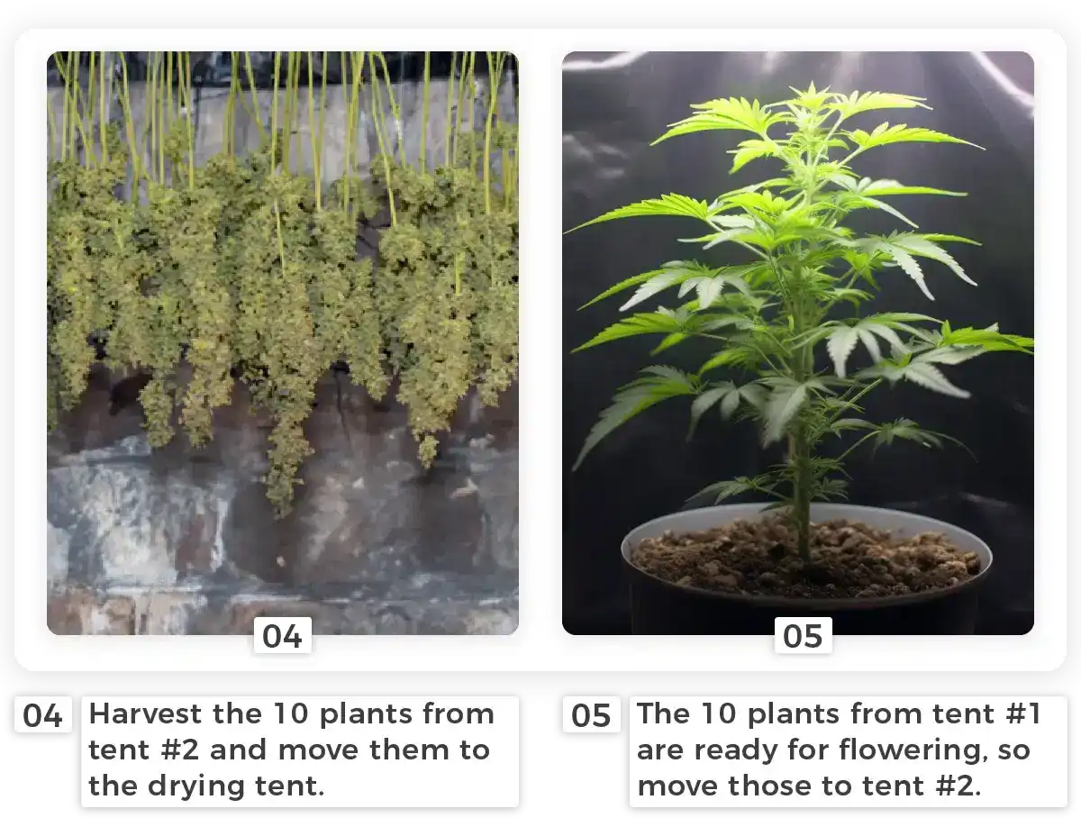 Recreational Marijuana  For Sale near me Nebraska