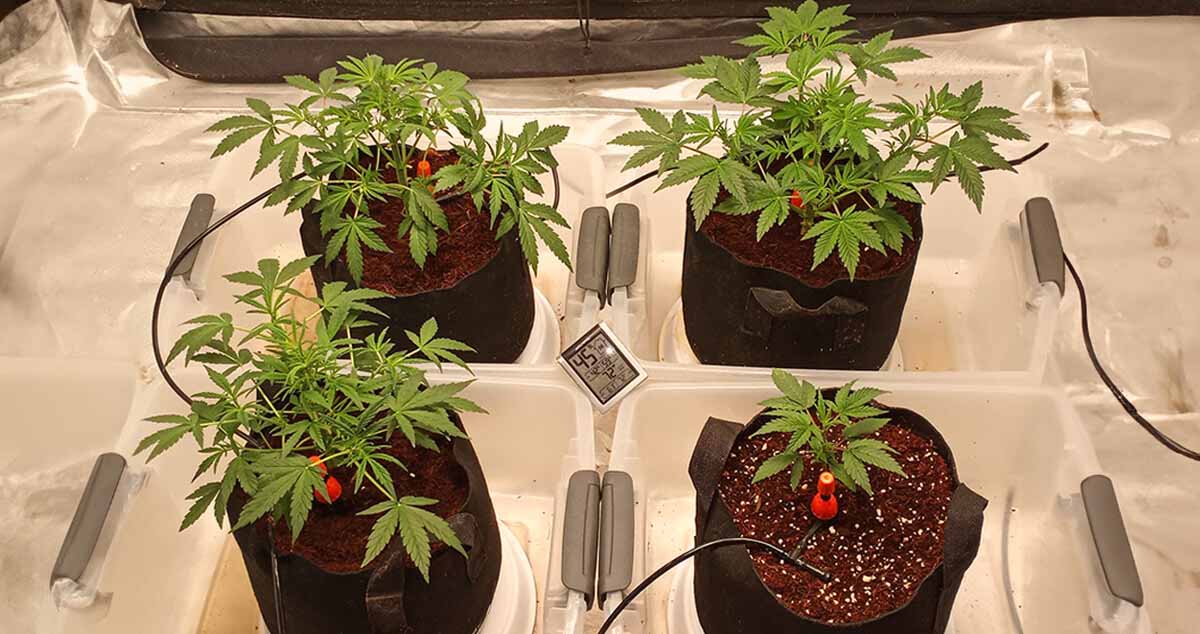 New Lights, Setting up a small Hydroponic System for this next grow - Grow  from Home - Growers Network Forum