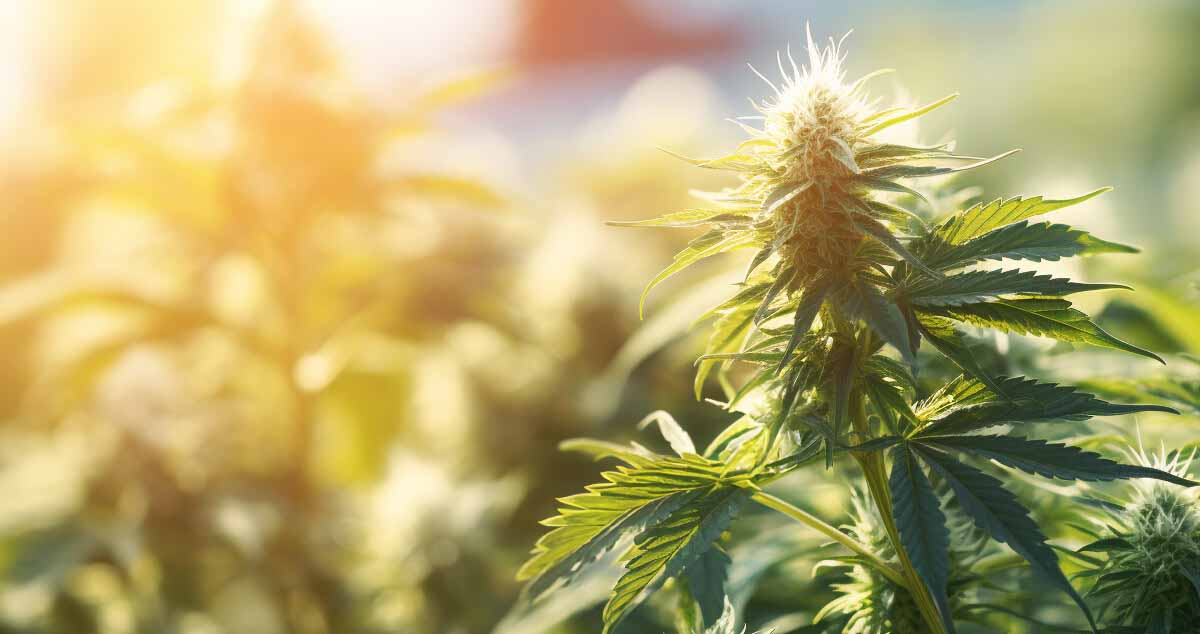 Skunky Jack weed growing in garden