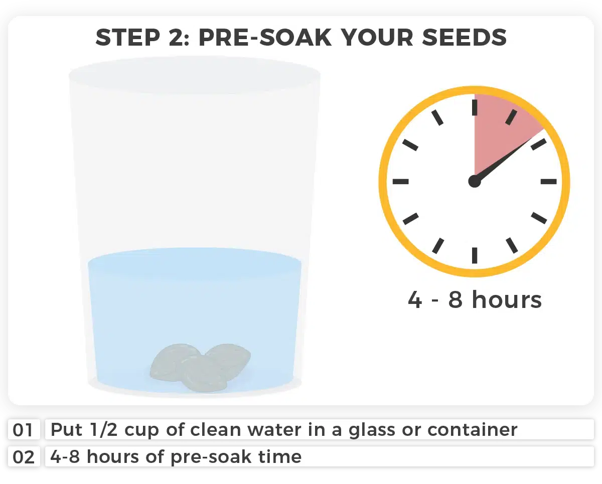 How to Germinate Seeds Using the Paper Towel Method I Love Growing Marijuana