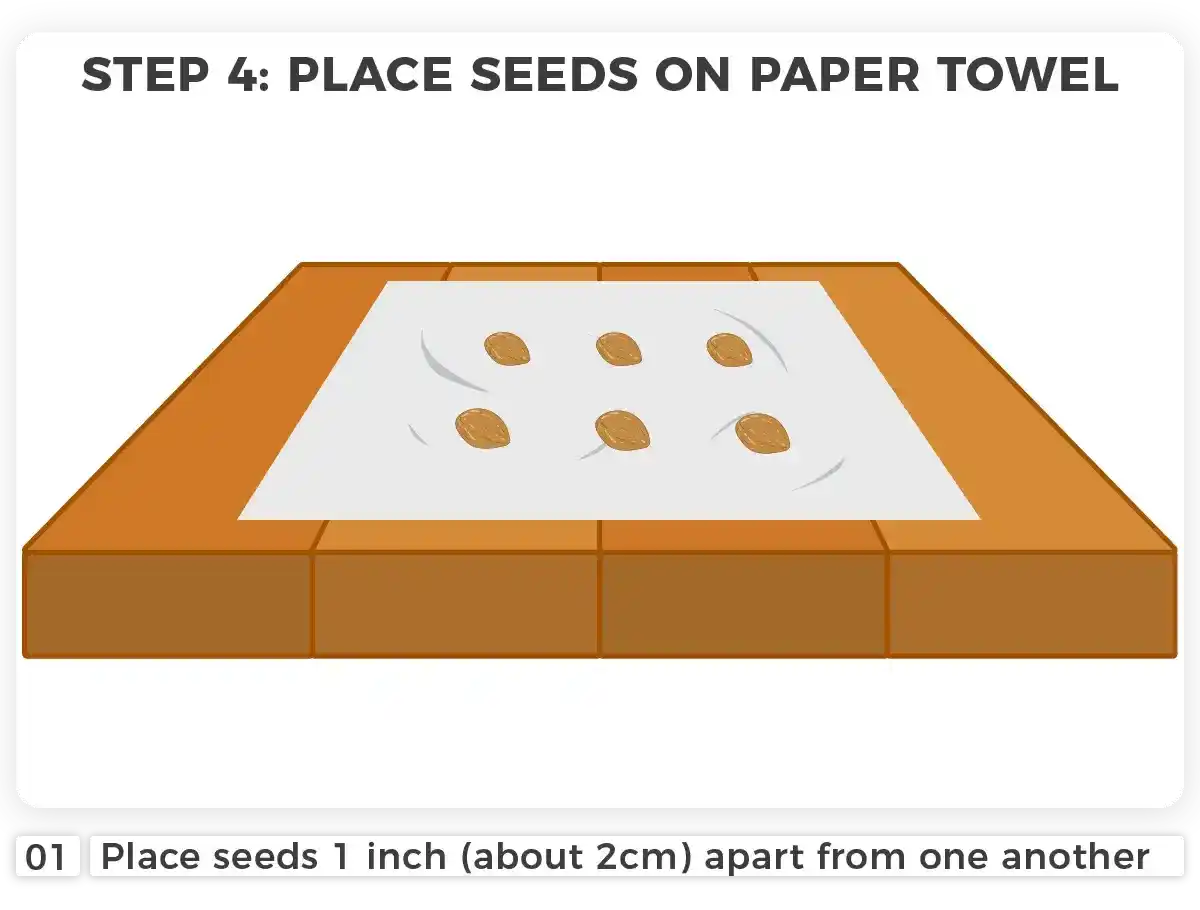 How to Germinate Seeds Using the Paper Towel Method I Love Growing