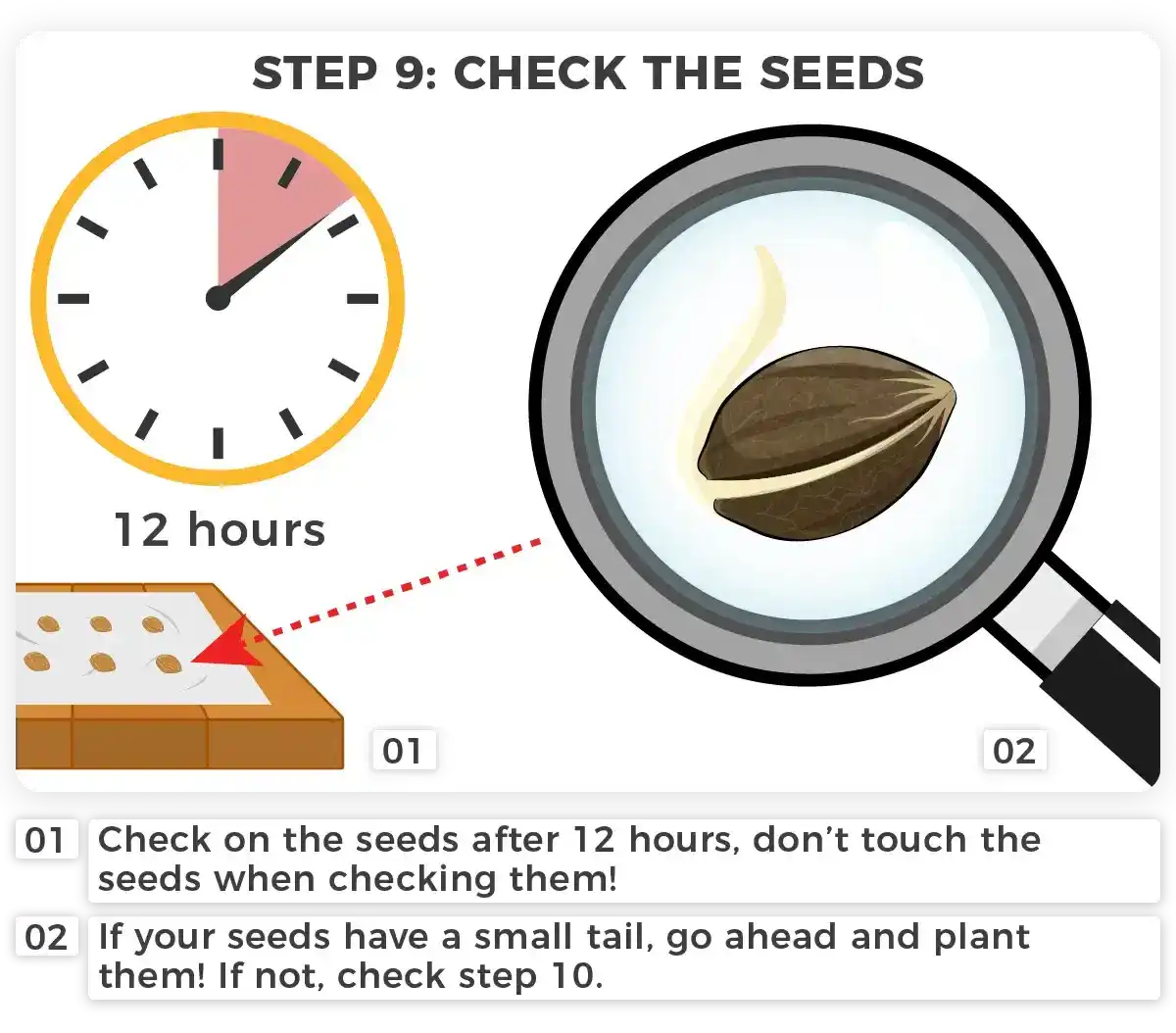 How to Germinate Seeds Using the Paper Towel Method I Love Growing Marijuana