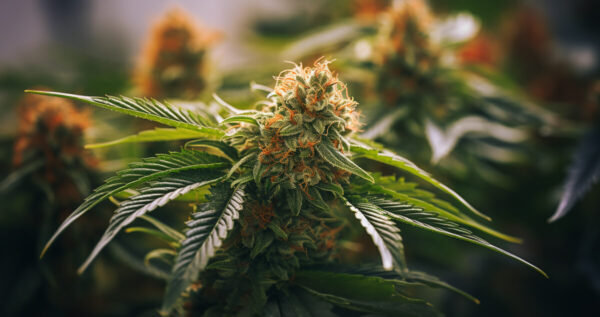 Gastro Pop cannabis strain