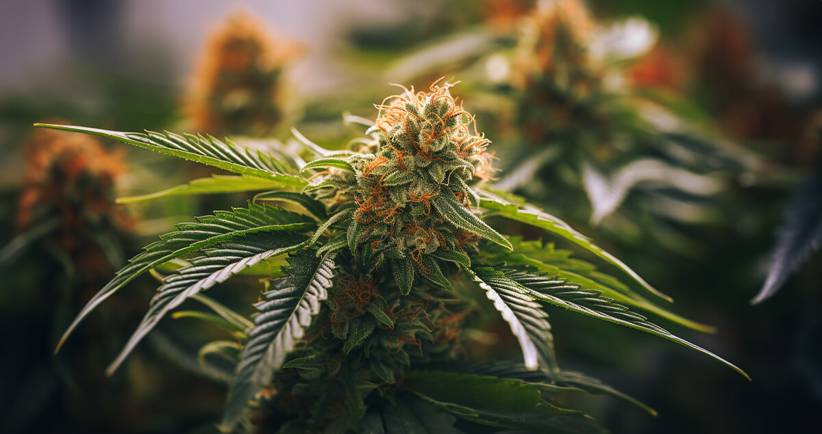 Gastro Pop cannabis strain