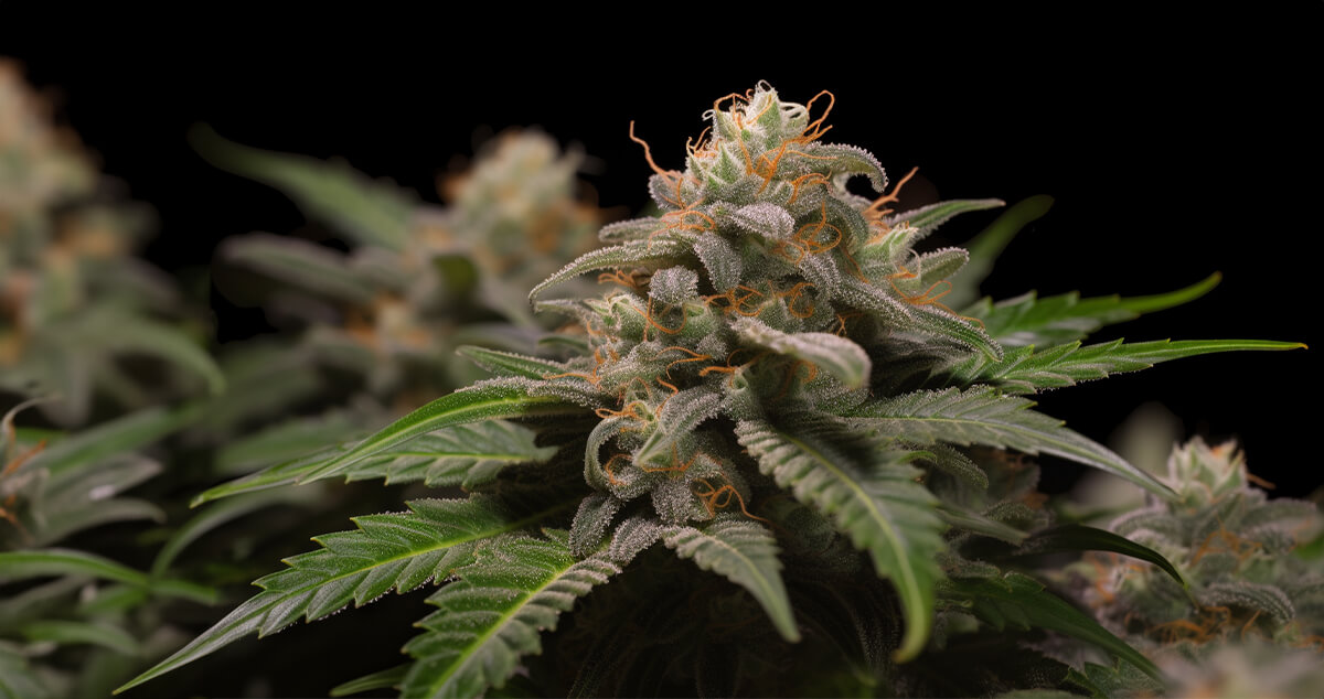Grape Octane cannabis strain