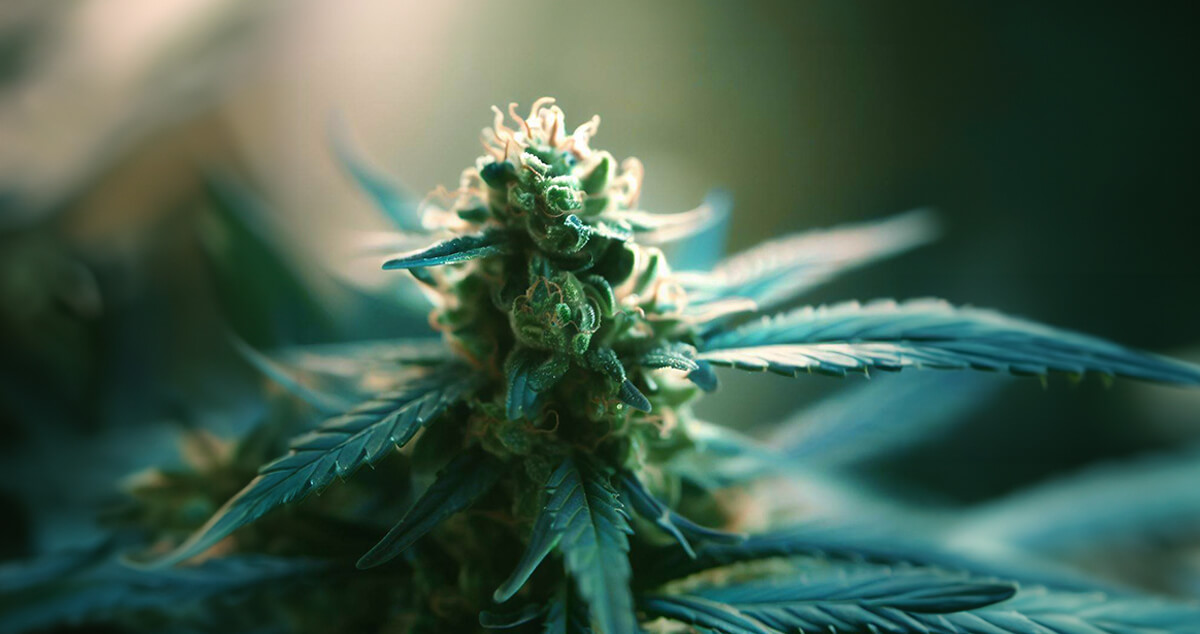 Green Goblin cannabis strain
