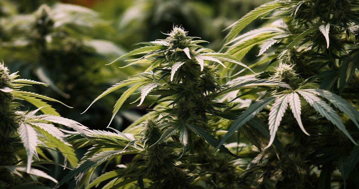 Lemon Bean cannabis strain
