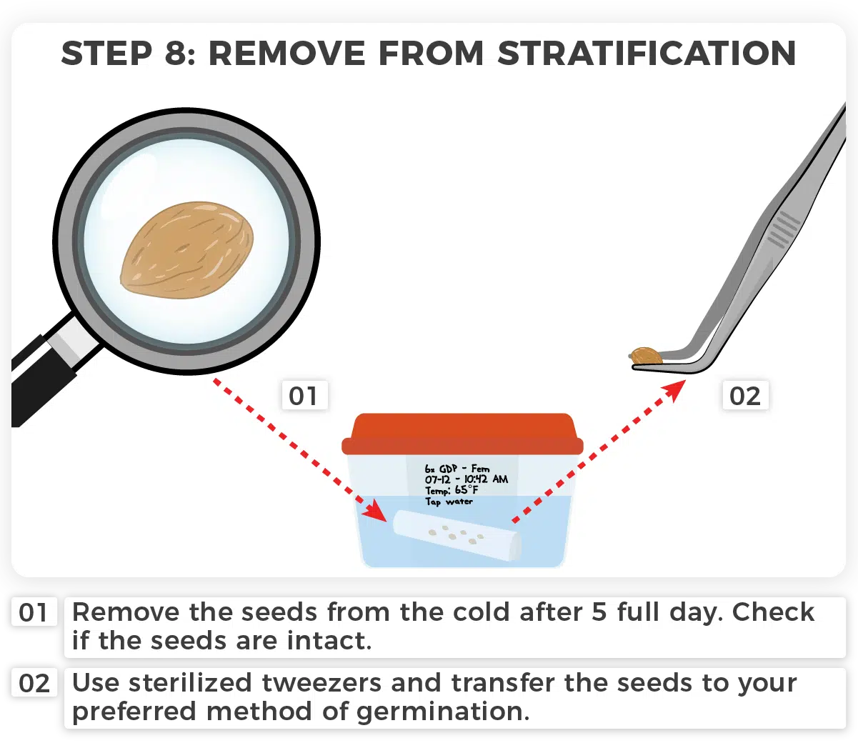 Cannabis Seed Stratification Using Cold Water to Wake Up Seeds