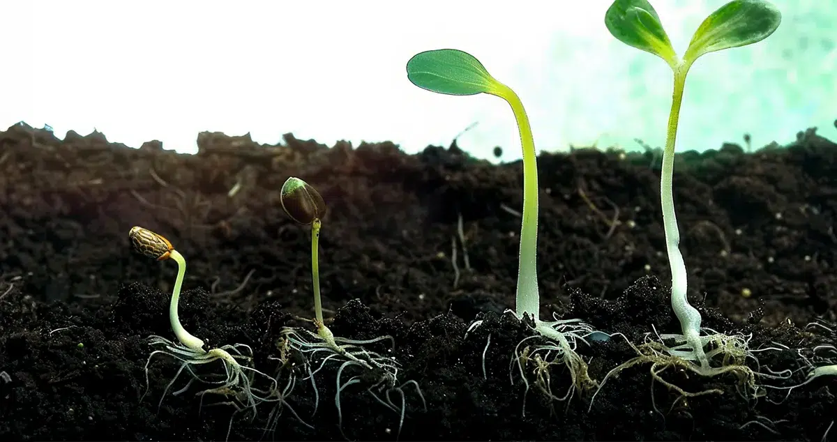 Cannabis seed beginning to grow in rich soil