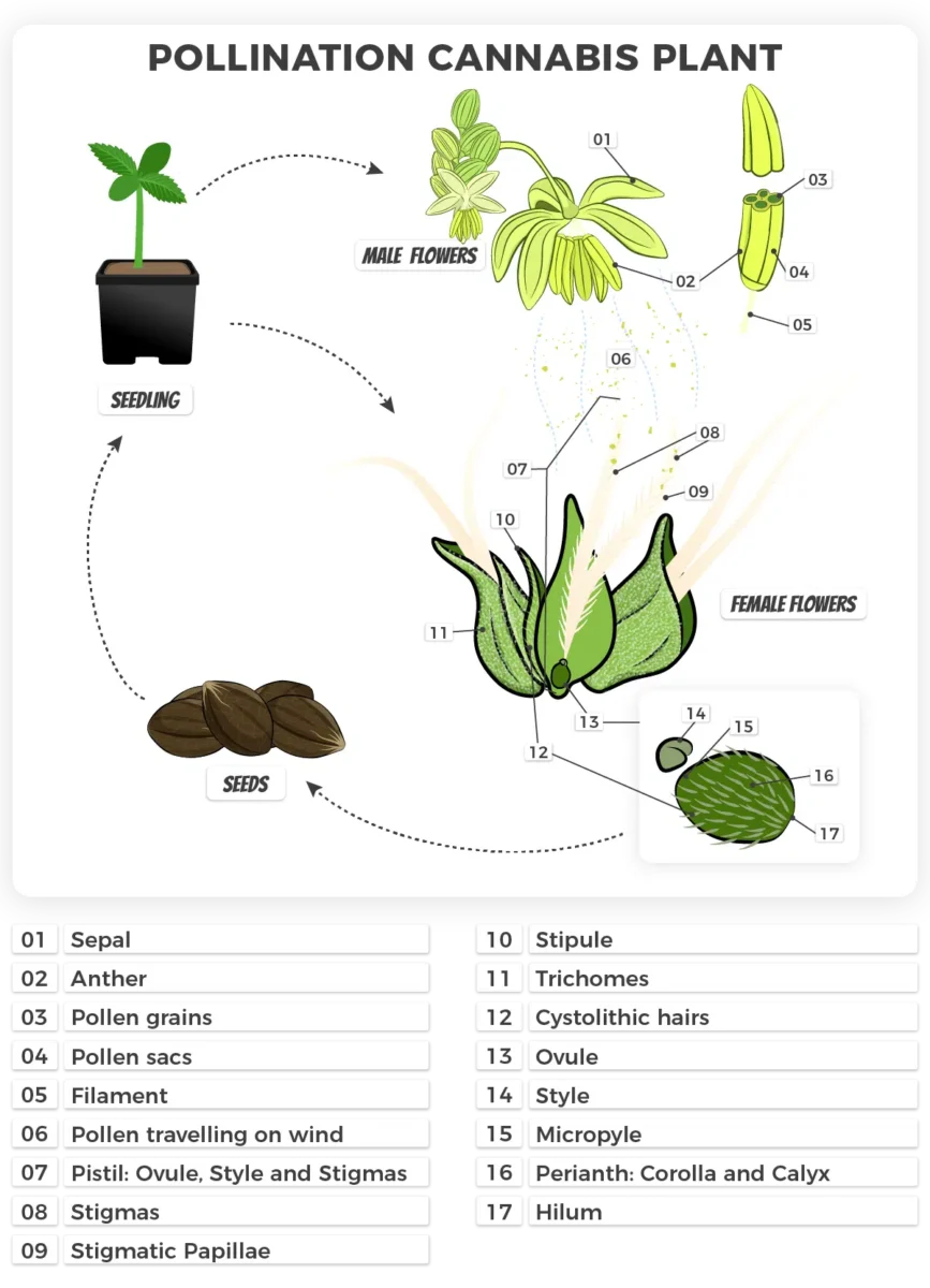How cannabis plants are pollinated.