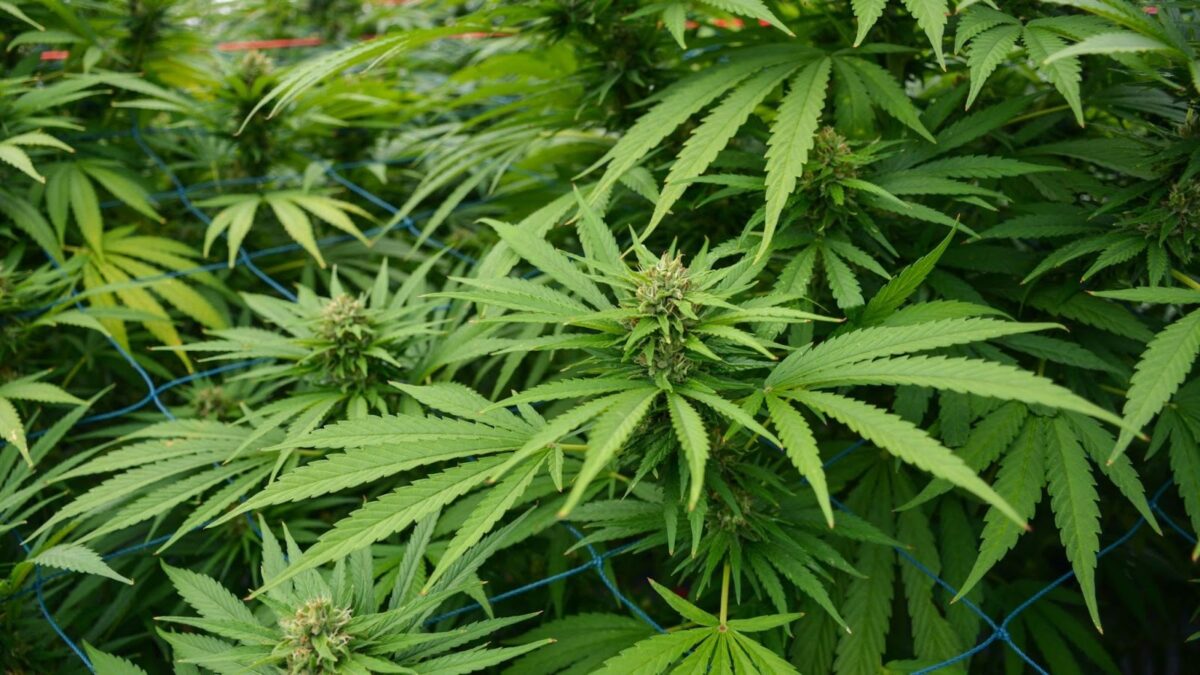 Hemp plants grown for cannabidiol extraction are used in many CBD products.