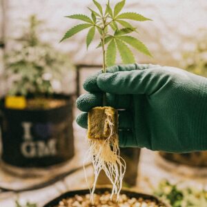 A hand holding cannabis plant