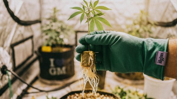 A hand holding cannabis plant