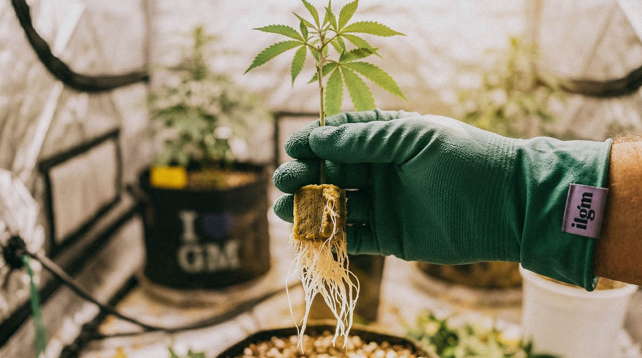 A hand holding cannabis plant
