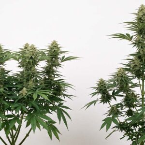 Topped cannabis plant with wide flat canopy and multiple colas next to untopped plant with Christmas tree shape and single main cola.