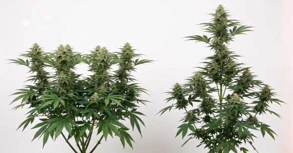 Topped cannabis plant with wide flat canopy and multiple colas next to untopped plant with Christmas tree shape and single main cola.