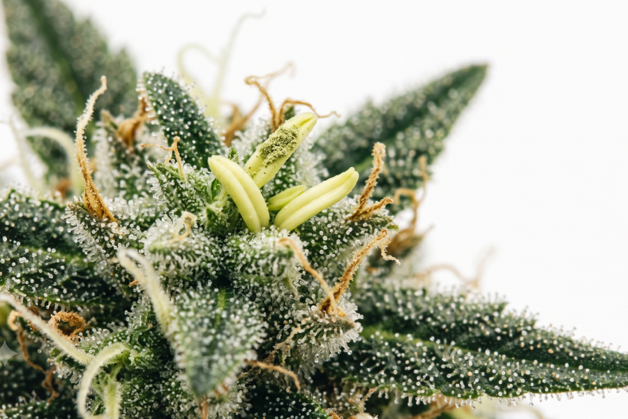 Yellow banana-shaped anthers emerging from a flowering cannabis bud on a hermaphrodite plant.