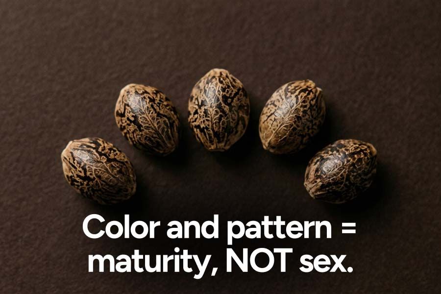 Several cannabis seeds side by side showing that male and female seeds look identical.
