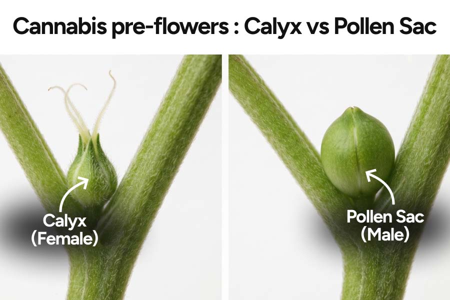 Comparison of a swollen female calyx with white pistils on the left versus a true hermie pollen sac with no hairs on the right.