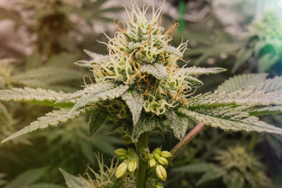 Cannabis plant showing early gender signs at the nodes. Pollen sacs appear as small, round balls, while pistils look like tiny white hairs growing from a small bud site.