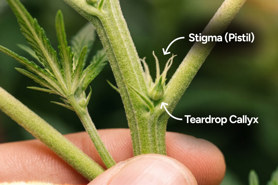 Close-up of white pistils emerging from a teardrop calyx at the node of a female cannabis plant.